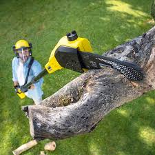 Best Arborist Consultation Services  in Ewa Beach, HI