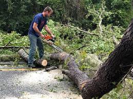 Best Tree and Shrub Care  in Ewa Beach, HI