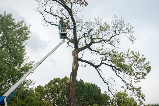 Best Tree Trimming and Pruning  in Ewa Beach, HI