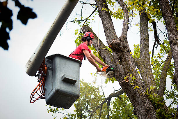 Why Choose Our Tree Removal Services in Ewa Beach, HI?